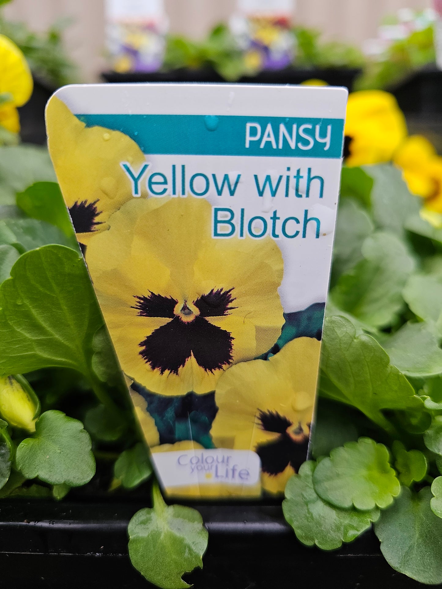 Pansy 'Yellow with Blotch' Punnet