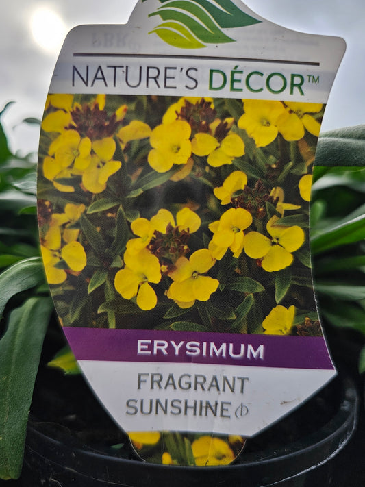 Erysimum 'Fragrant Sunshine' 14cm