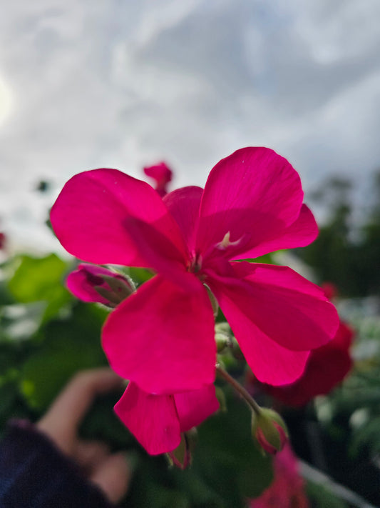 Pelargonium 'Calliope Big Rose Pink' 19cm