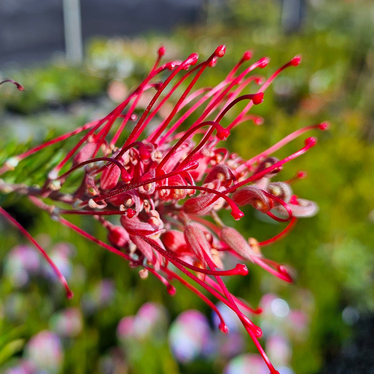 Grevillea 'Robyn Gordon' 20cm