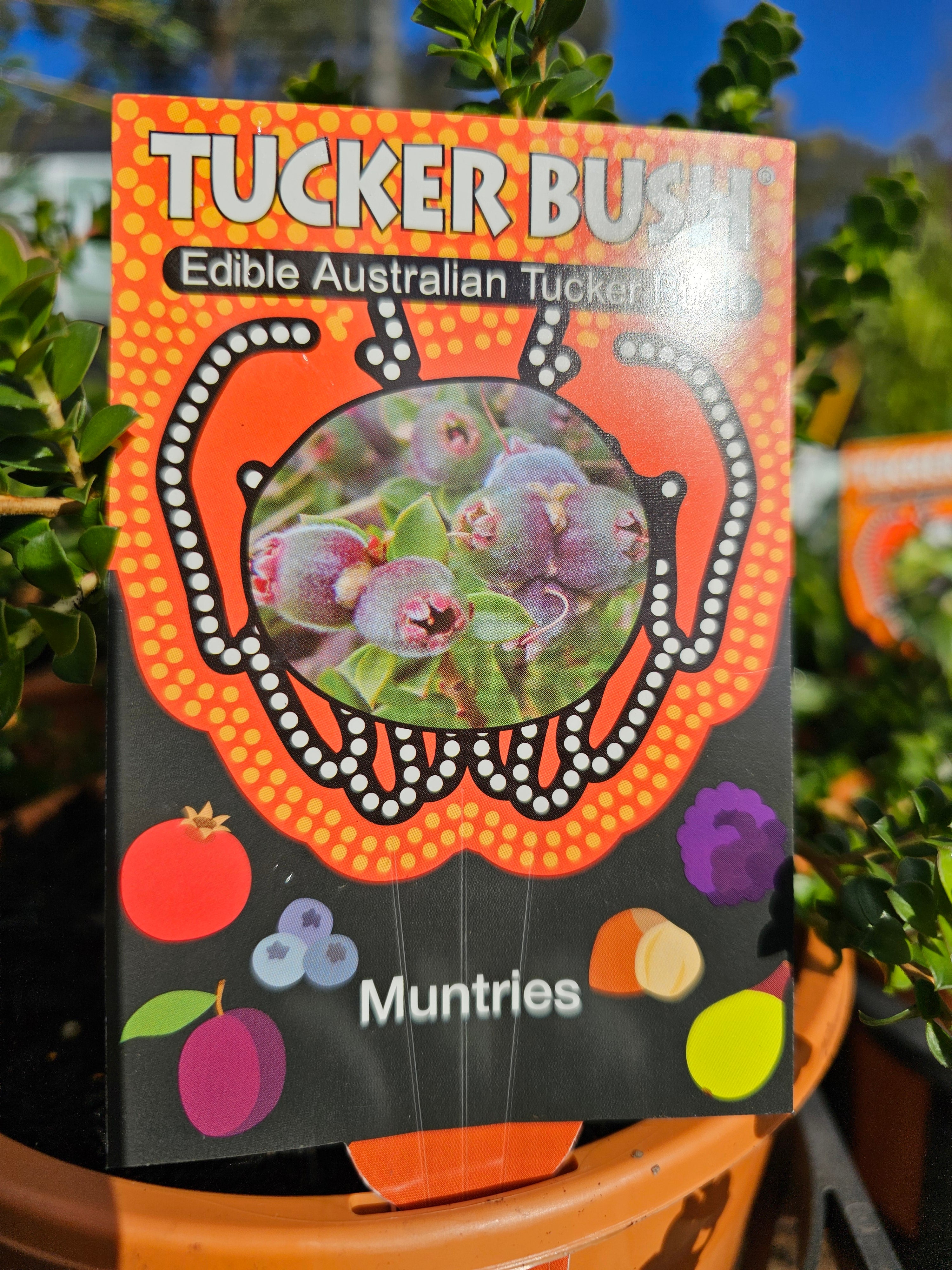 Kunzea pomifera 'Muntries' 18cm – Yarra View Garden Centre