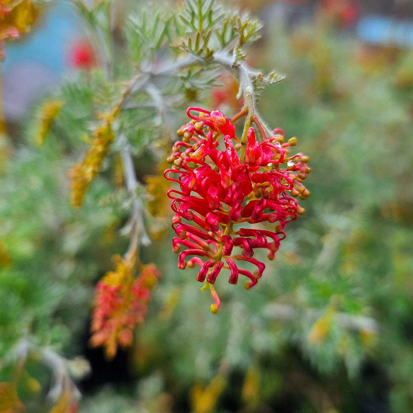 Grevillea preissii 'Sea Spray' 20cm Clearance