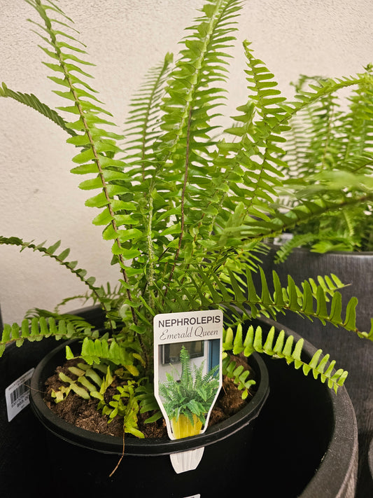 Nephrolepis obliterata 'Emerald Queen' 20cm