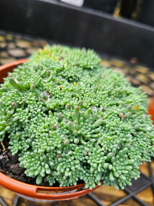 Sedum Assorted 100mm