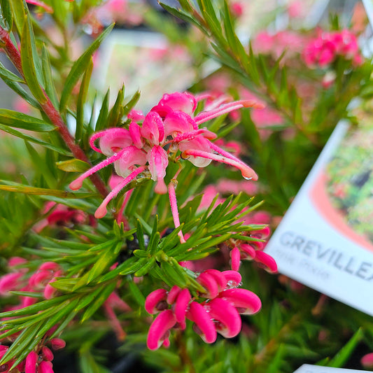 Grevillea 'Pink Pixie' 14cm