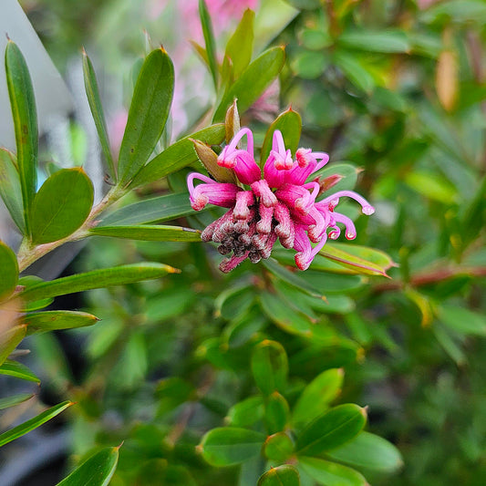 Grevillea ‘Pink Spider’ 14cm