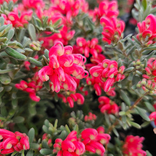 Grevillea ‘Jelly Baby’ 20cm