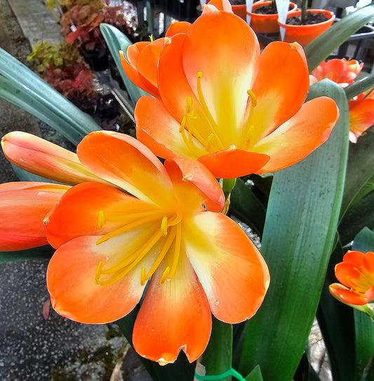 Clivia Belgian Hybrid 'Orange' 14cm
