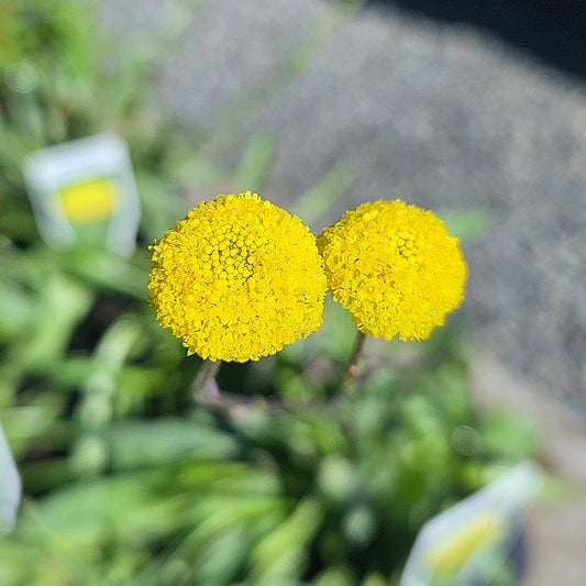 Craspedia variabilis 14cm