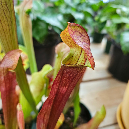 Sarracenia 'Pitcher Plant' 12cm