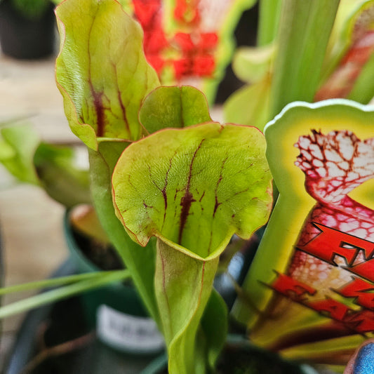 Sarracenia 'Pitcher Plant' 10cm