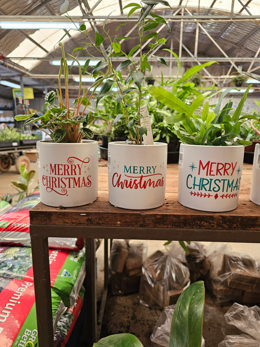 Potted indoor plants with Merry Christmas Decal 12cm