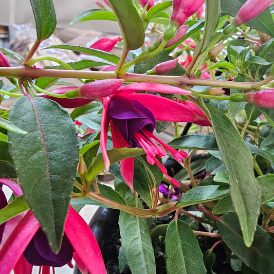 Fuchsia Electric Lights Hanging Basket 25cm