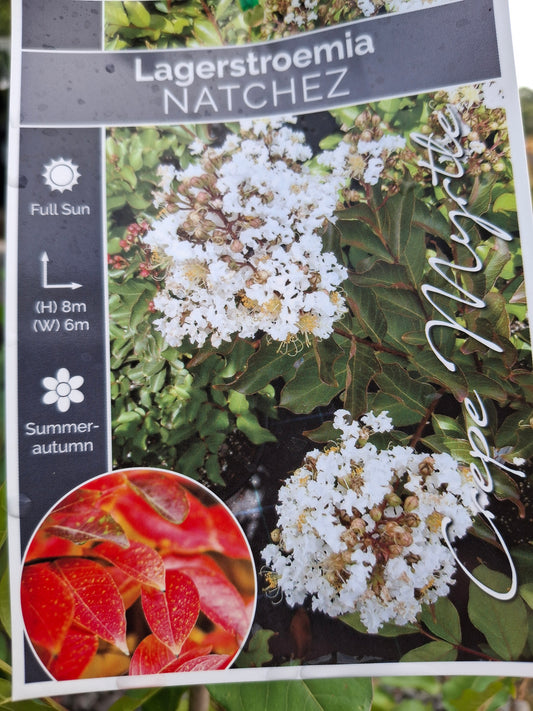 Lagerstromia 'Natchez' Crepe Myrtle Bush Form 20cm