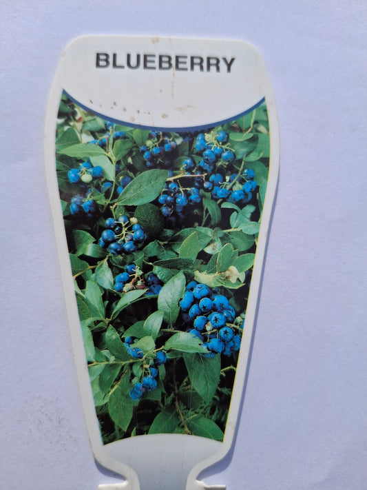 Blueberry 'Mist' 20cm