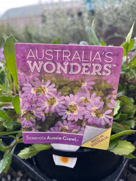 Scaevola aemula 'Aussie Crawl' 14cm