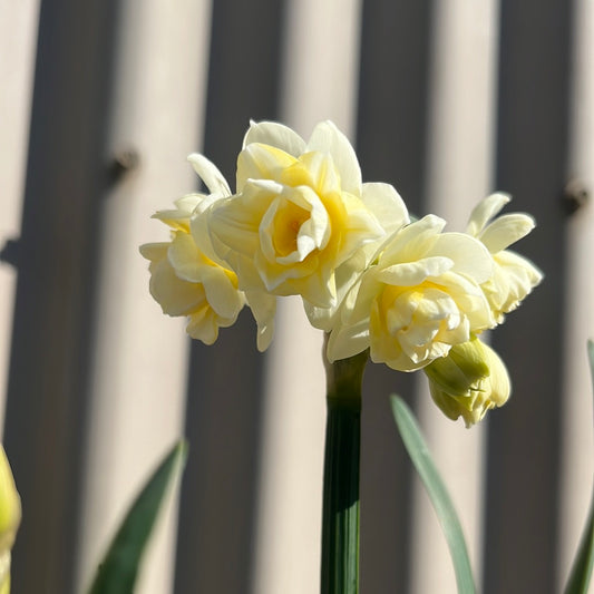 Jonquil 'Erlicheer' 19cm