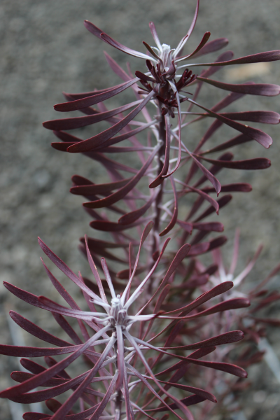 Leucadendron galpinii 'Purple Haze' 20cm