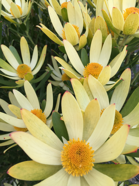 Leucadendron 'Gandogeri' 14cm