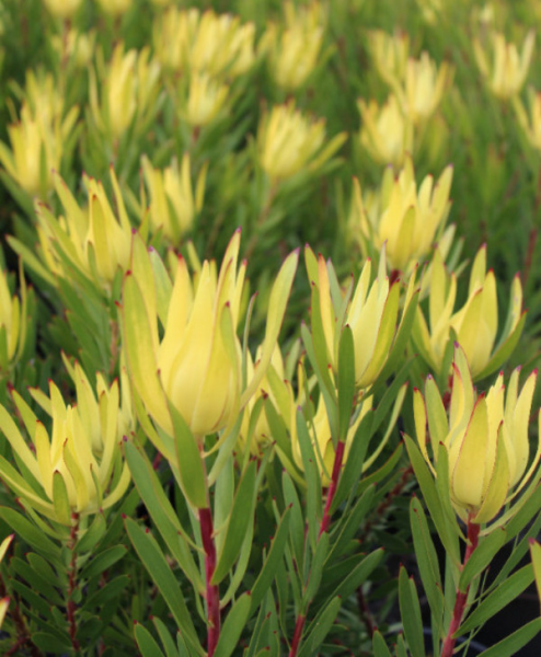 Leucadendron Golden Mitre 18cm