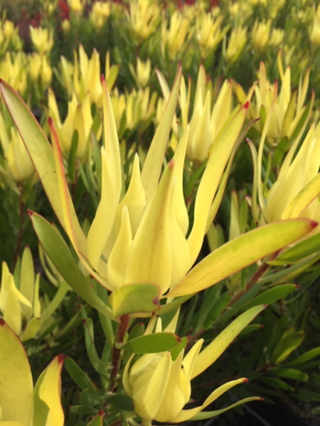 Leucadendron Golden Mitre 18cm