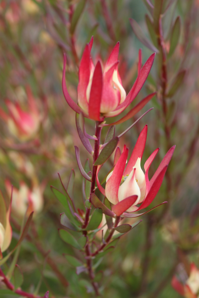 Leucadendron 'Jack Harre' 14cm