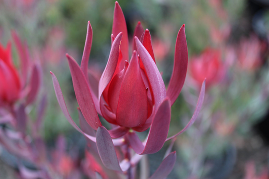 Leucadendron 'Misty Sunrise' 14cm