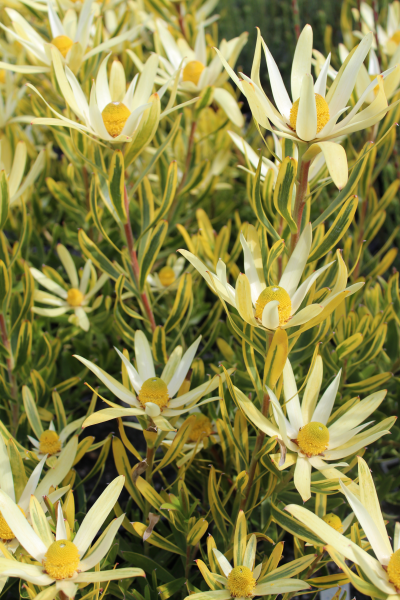 Leucadendron 'Pot of Gold' 14cm