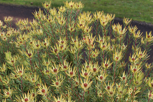 Leucadendron 'Royal Ruby' 14cm