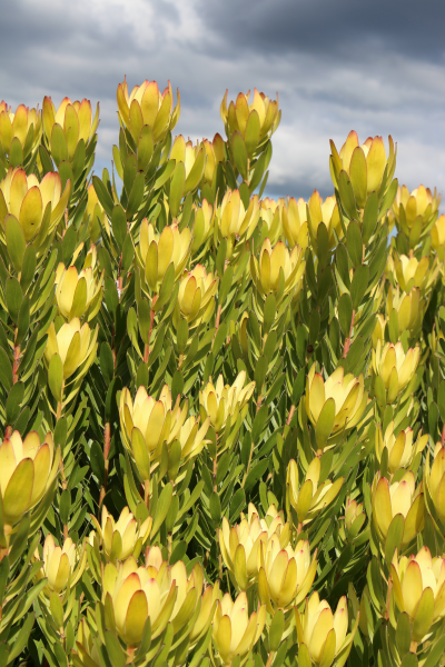 Leucadendron 'Safari Gold Strike' 14cm