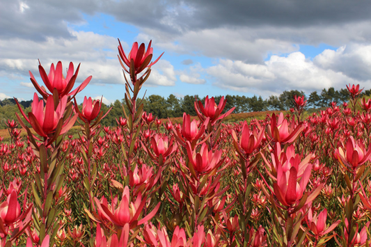 Leucadendron 'Safari Sunset' 25cm