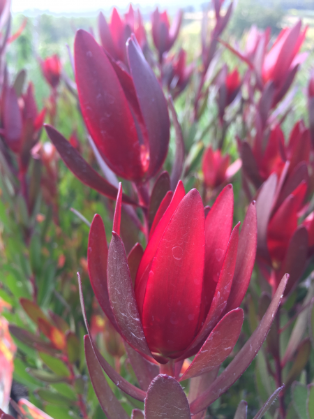 Leucadendron 'Silvan Red' 14cm