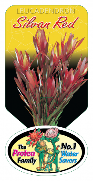 Leucadendron 'Silvan Red' 14cm