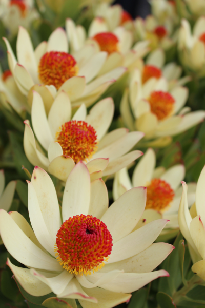 Leucadendron 'Summer Sun' 14cm