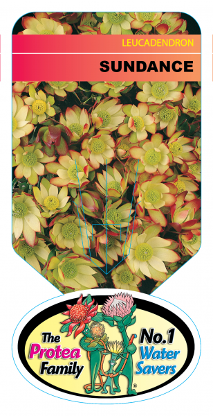 Leucadendron 'Sundance' 25cm
