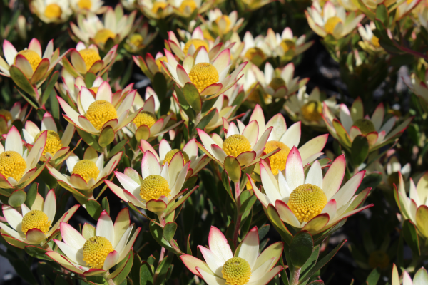 Leucadendron 'Sundance' 25cm