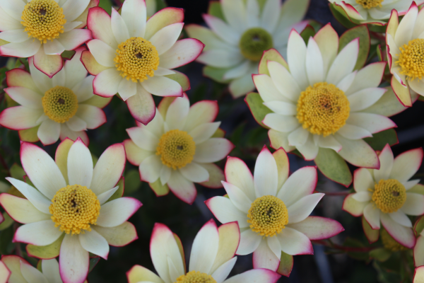 Leucadendron 'Sundance' 25cm