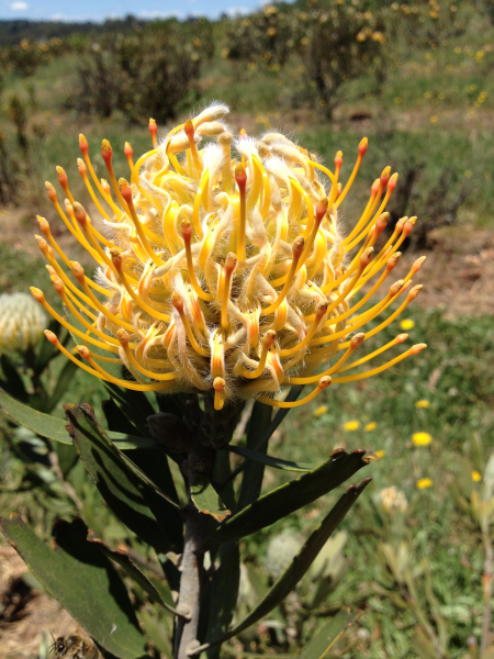 Leucospermum 'Goldie' 20cm