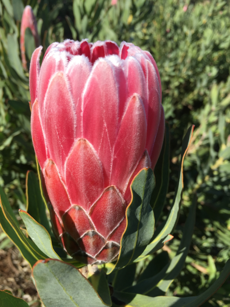 Protea 'Bot River Red' 20cm