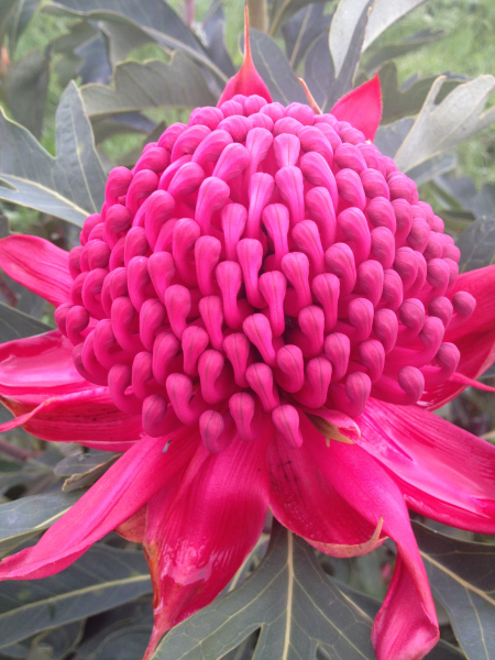 Telopea 'Gembrook' Waratah 20cm
