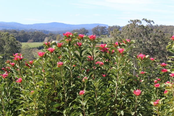 Telopea 'Gembrook' Waratah 20cm