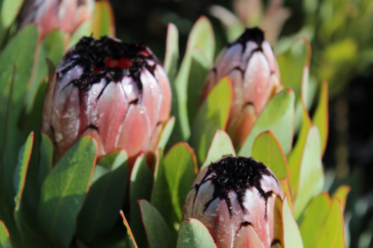 Protea 'Josephine' 20cm