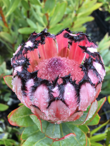 Protea 'Josephine' 14cm