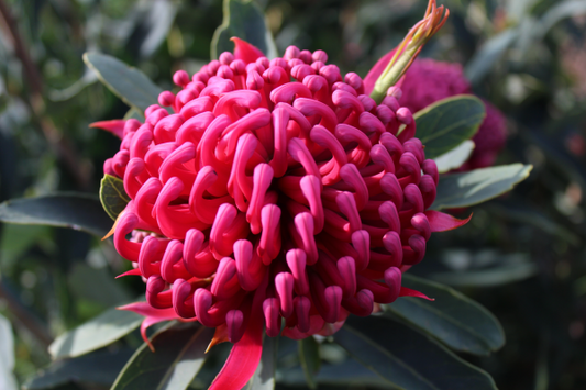 Telopea 'Corroboree' Waratah 14cm