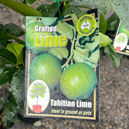 Lime Tahitian Grafted 5L