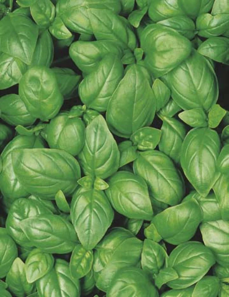 Sweet Basil seeds 300