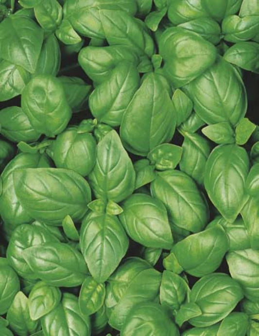 Sweet Basil seeds 300
