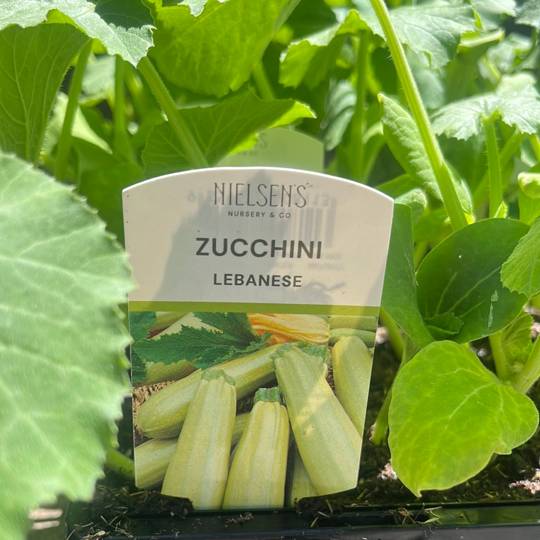 Zucchini Lebanese Punnet