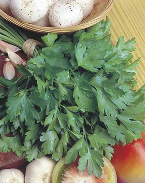 Parsley Italian 1000 Seeds