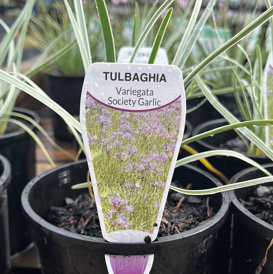 Tulbaghia violacea Variegata 14cm